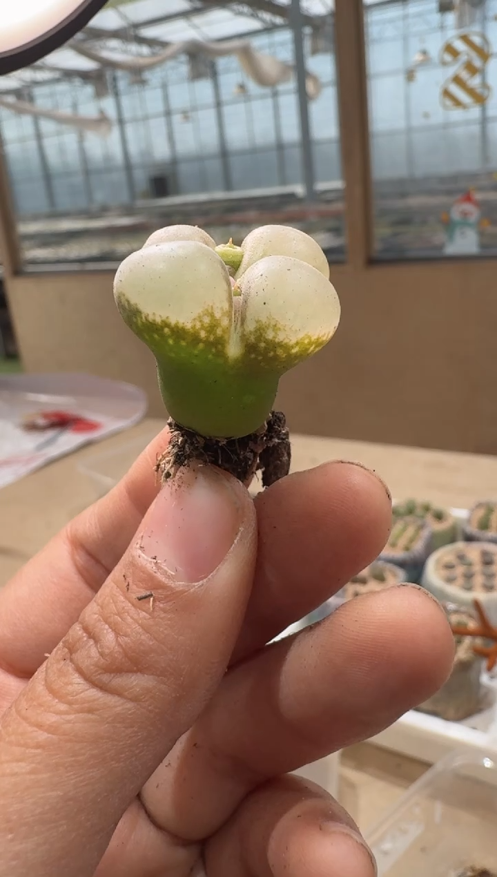 24-143多肉植物肉锥