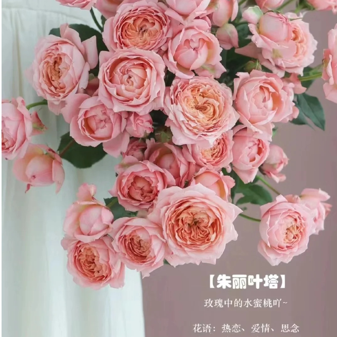 BC级朱丽叶塔玫瑰云南昆明直发