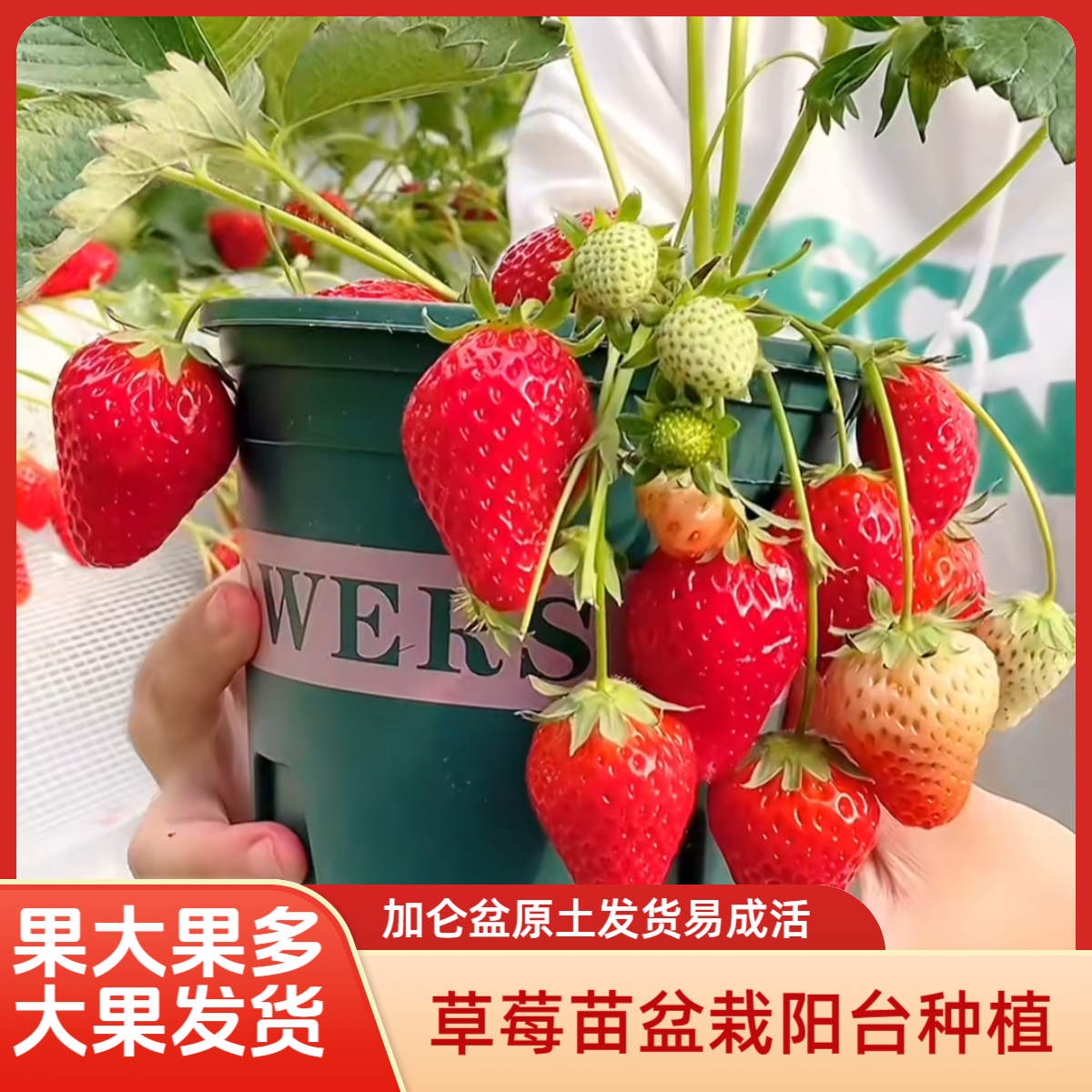 【爆花爆果加仑盆】草莓苗盆栽原土原盆发货易成活南北四季阳台种植