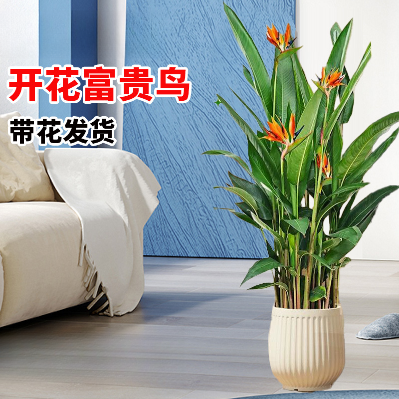 【顺丰送货上门】1.3-1.5米富贵鸟常年开花绿植室内吸甲醛四季开花