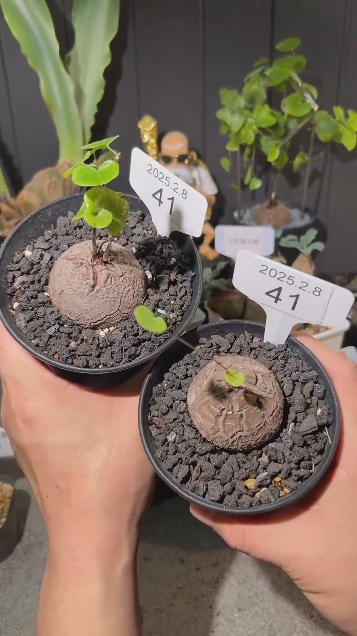 【闪购商品】南非龟甲龙2.8.41