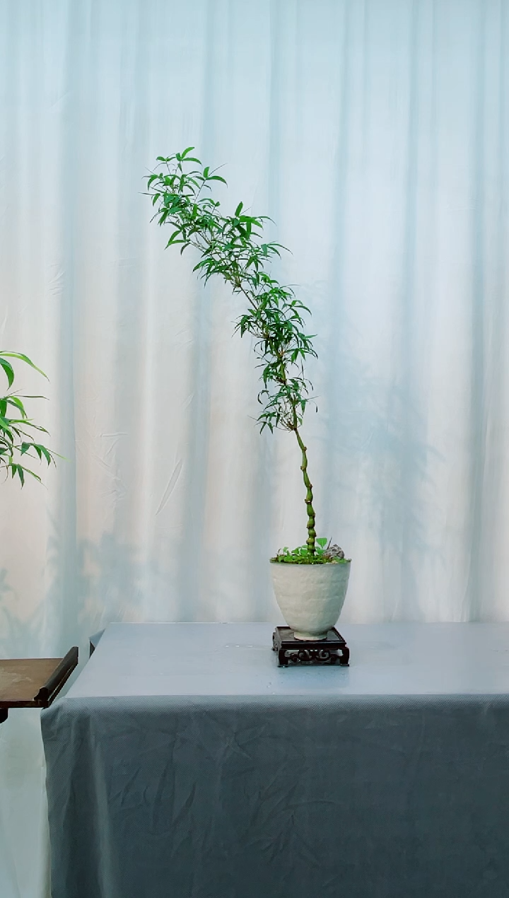 无花朵竹子盆景竹子盆景