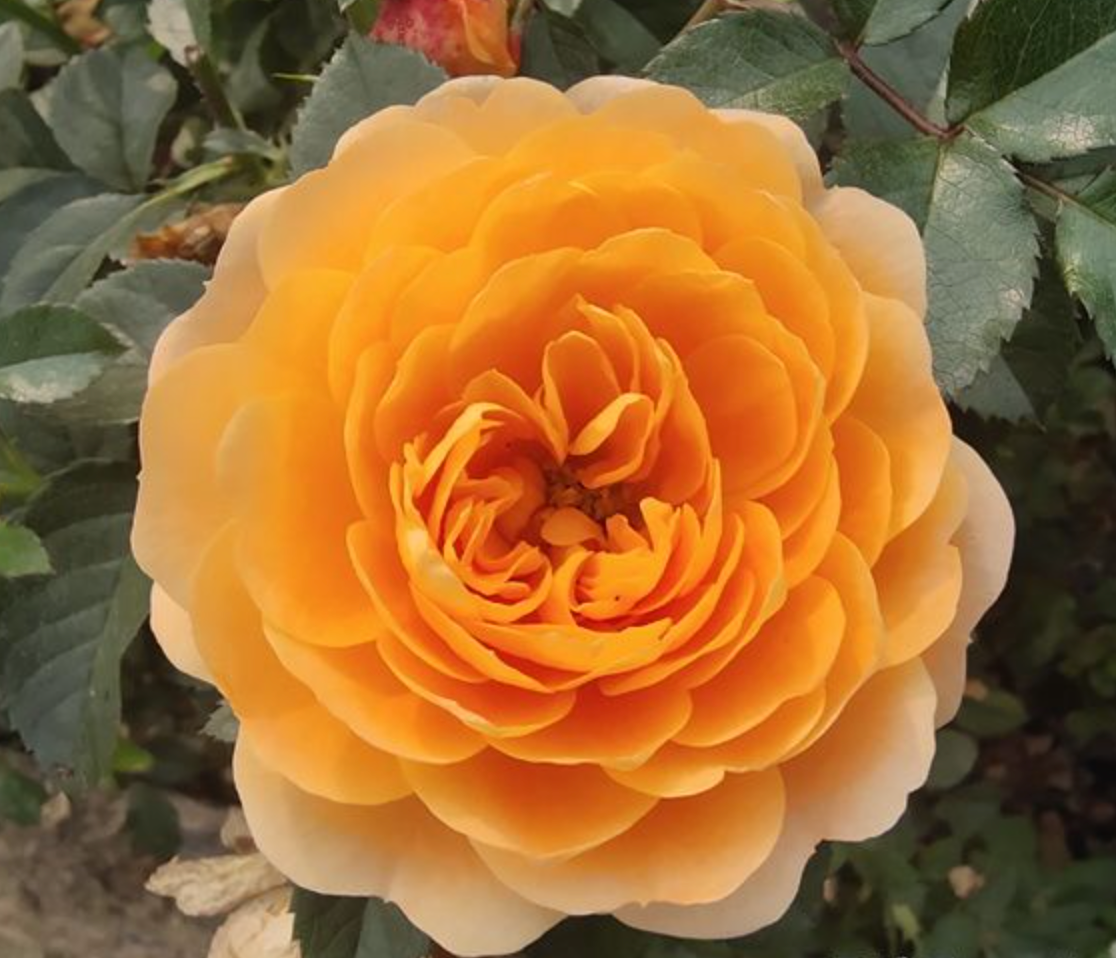 果汁阳台月季花适合客厅阳台种植