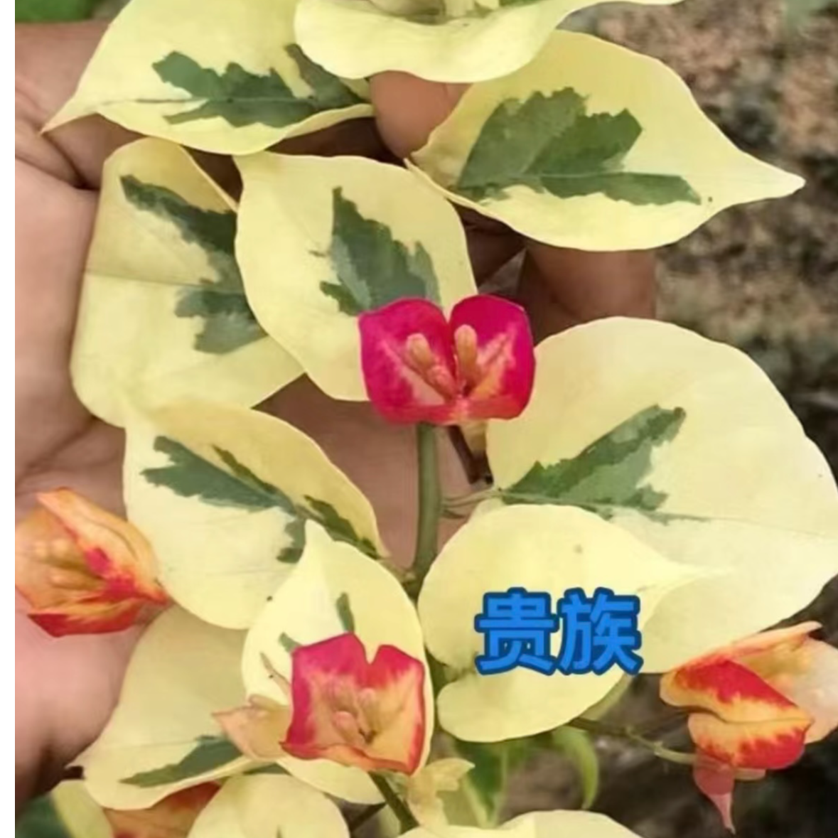 {贵族} 嫁接盆苗 爬藤飘枝垂吊