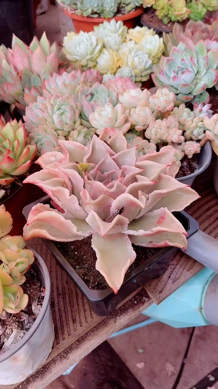 乖****0多肉植物一物一拍07125