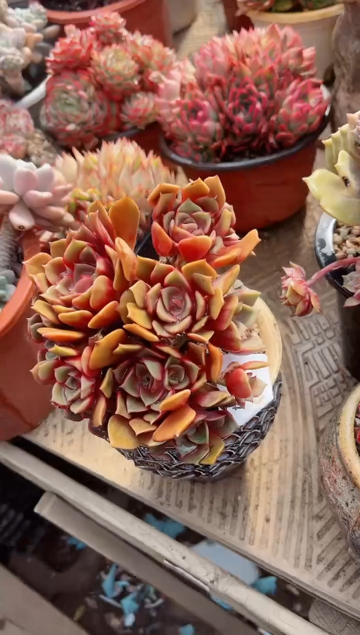 【闪购商品】11294