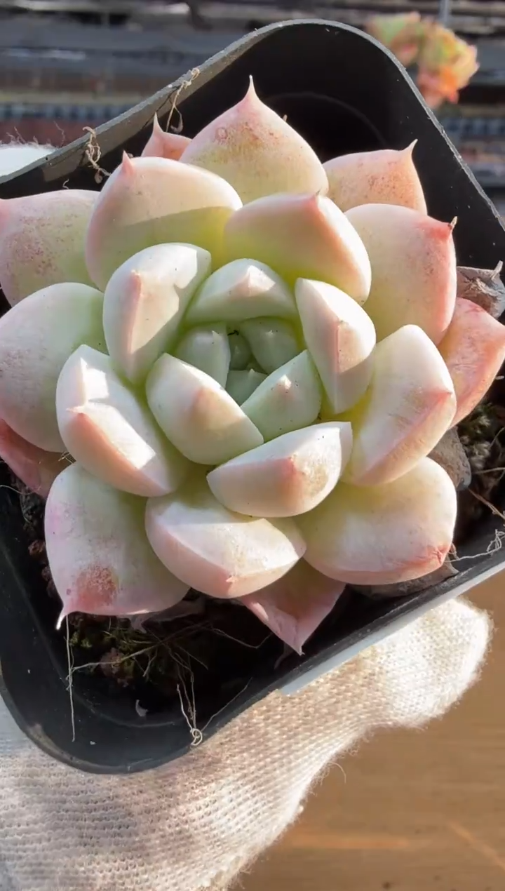 东云多肉园二店-265