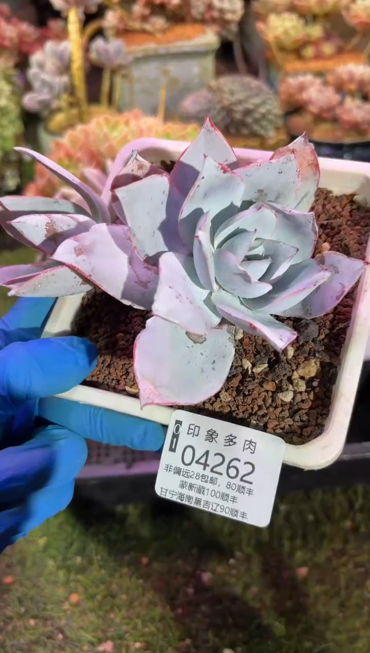 【闪购商品】04262