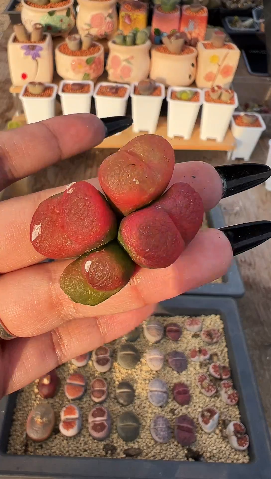 完全开放四头毛福利炸炸