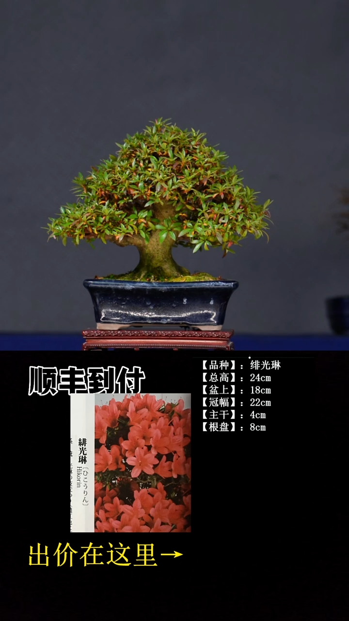 无花朵绯光琳 不包邮