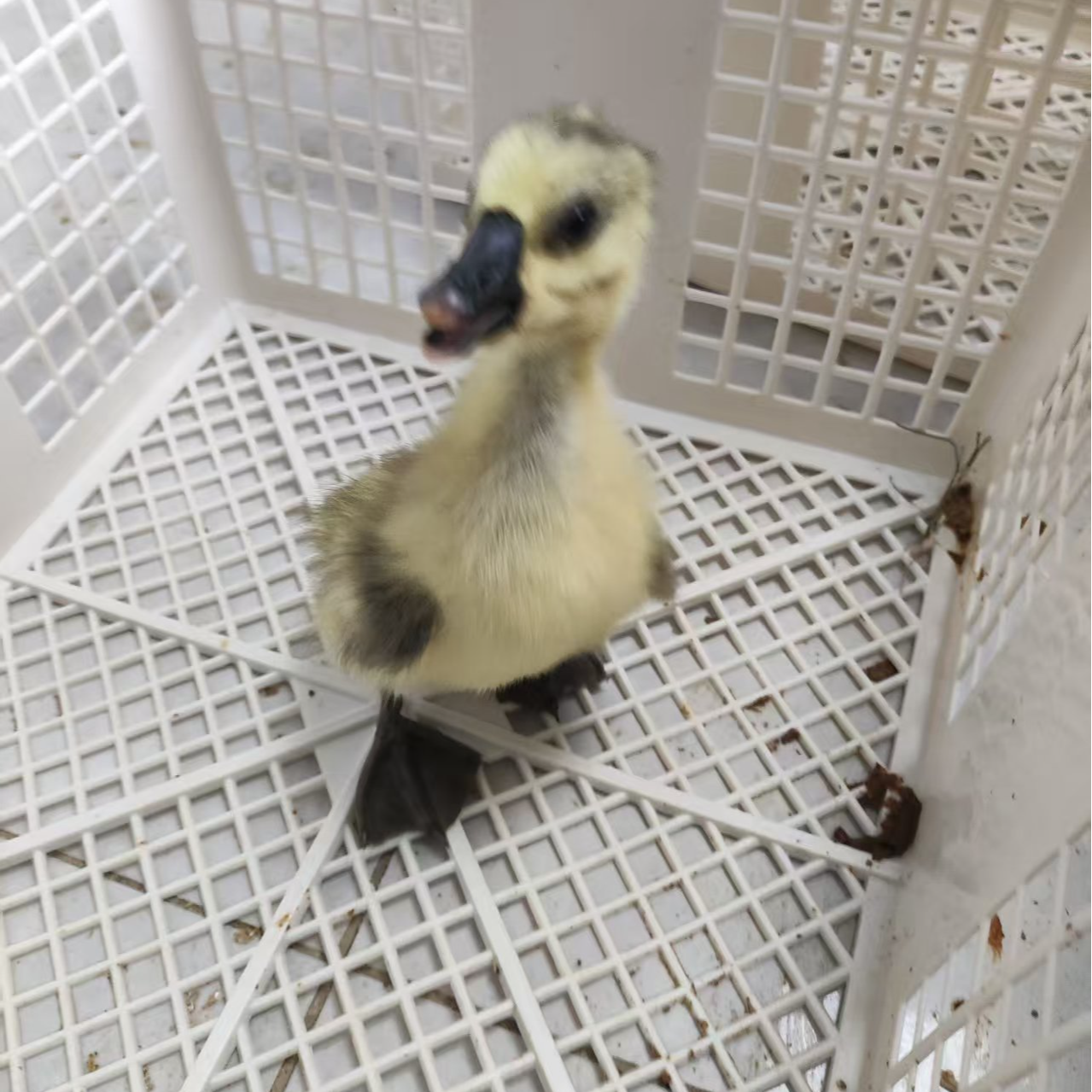 宠物 灰色 拍10只 送2只   到手12只  包邮