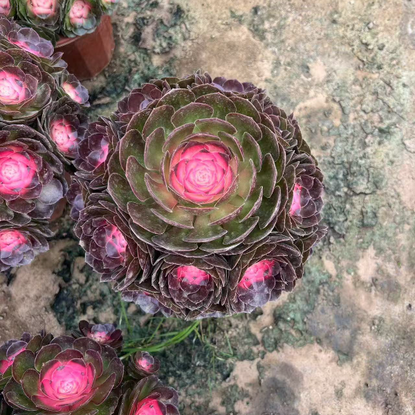 牡丹仙子 好种好养  精品多肉植物 云南昆明发货
