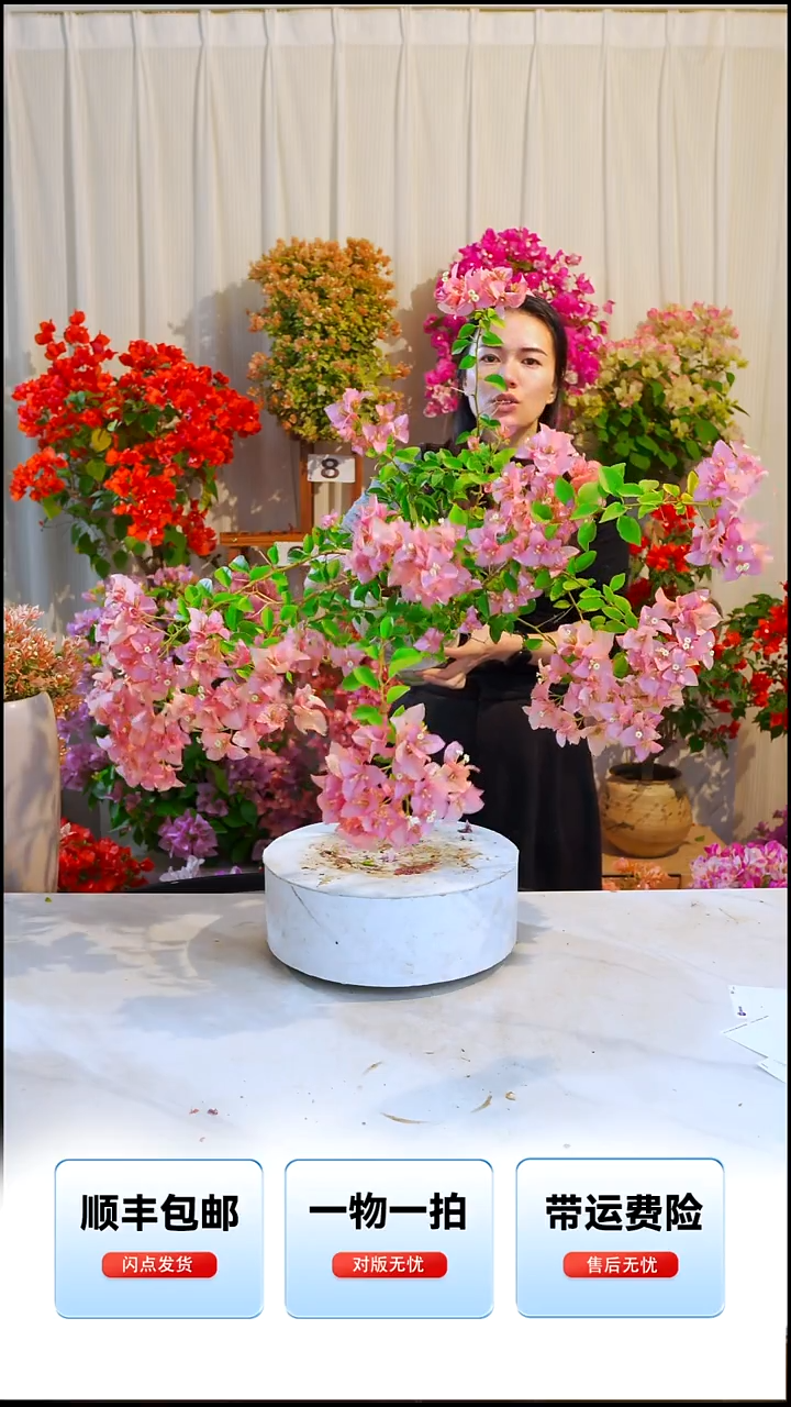 大部分开放少量花苞卡亚塔