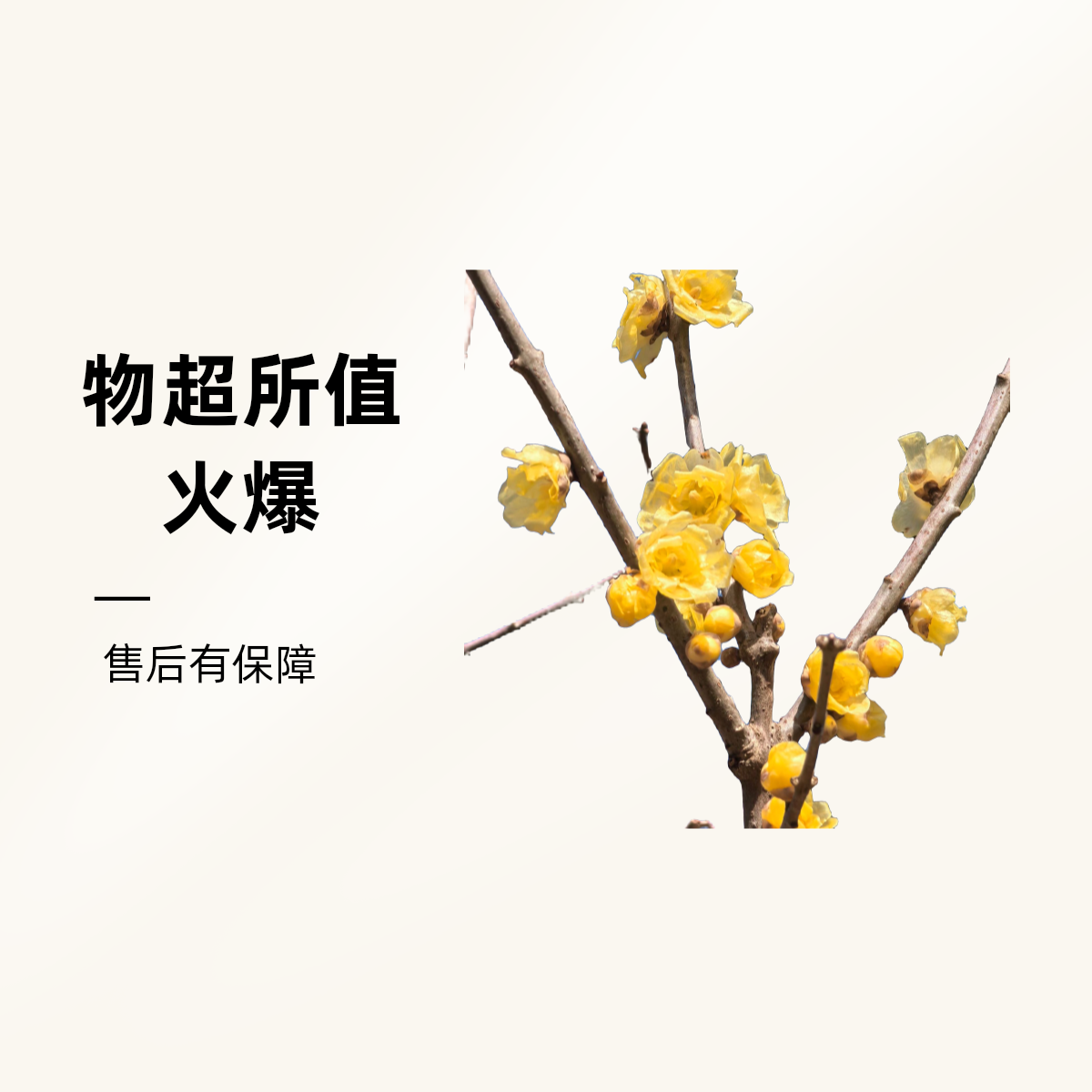 棒棒糖 精品素心腊梅