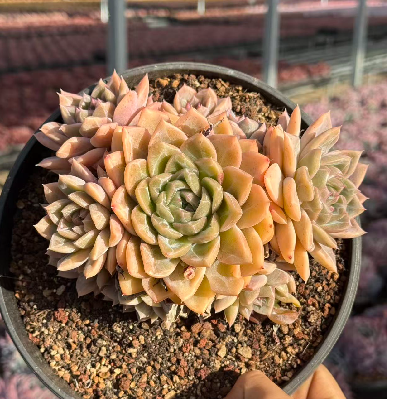 15#青鸾5头起多肉植物   前男友精品多肉 A49