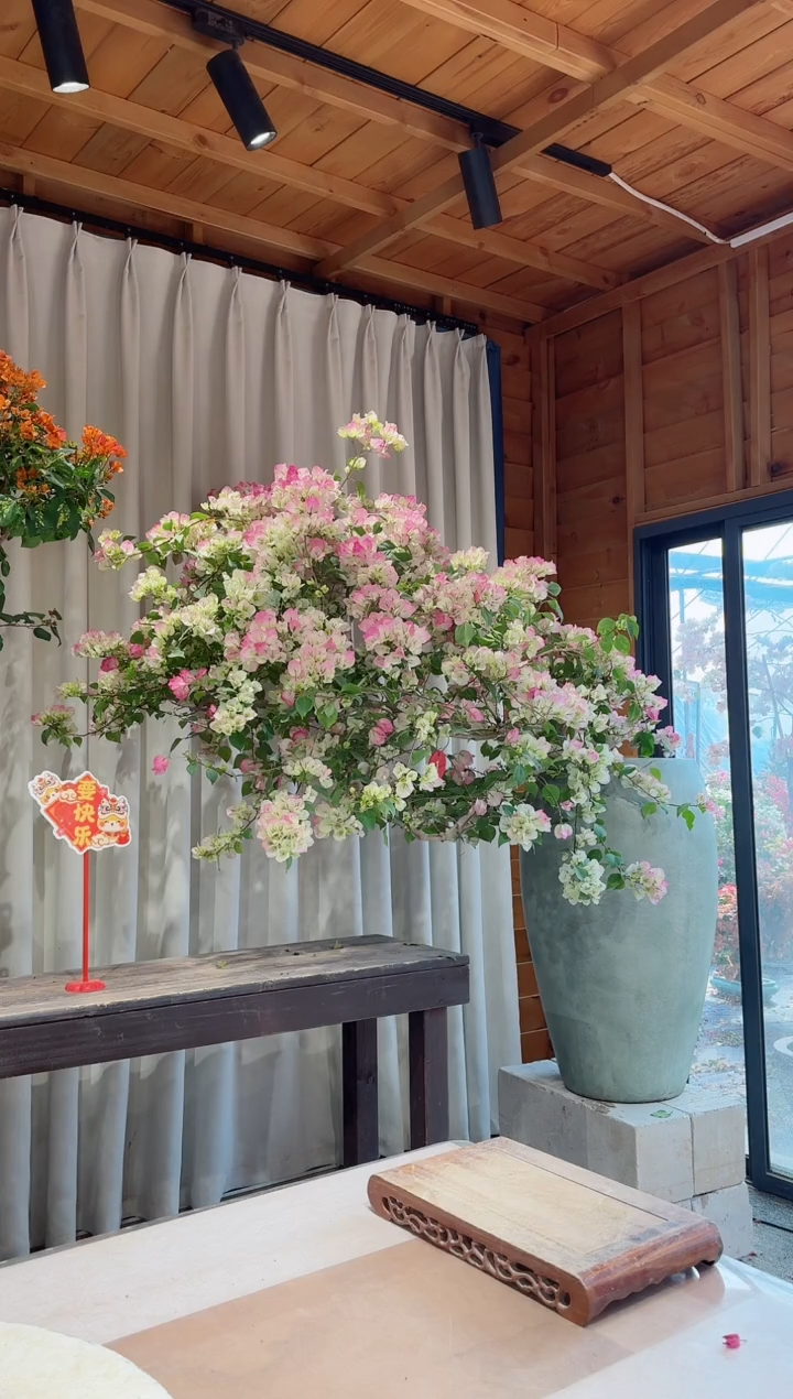 【闪购商品】盆景绿叶樱花