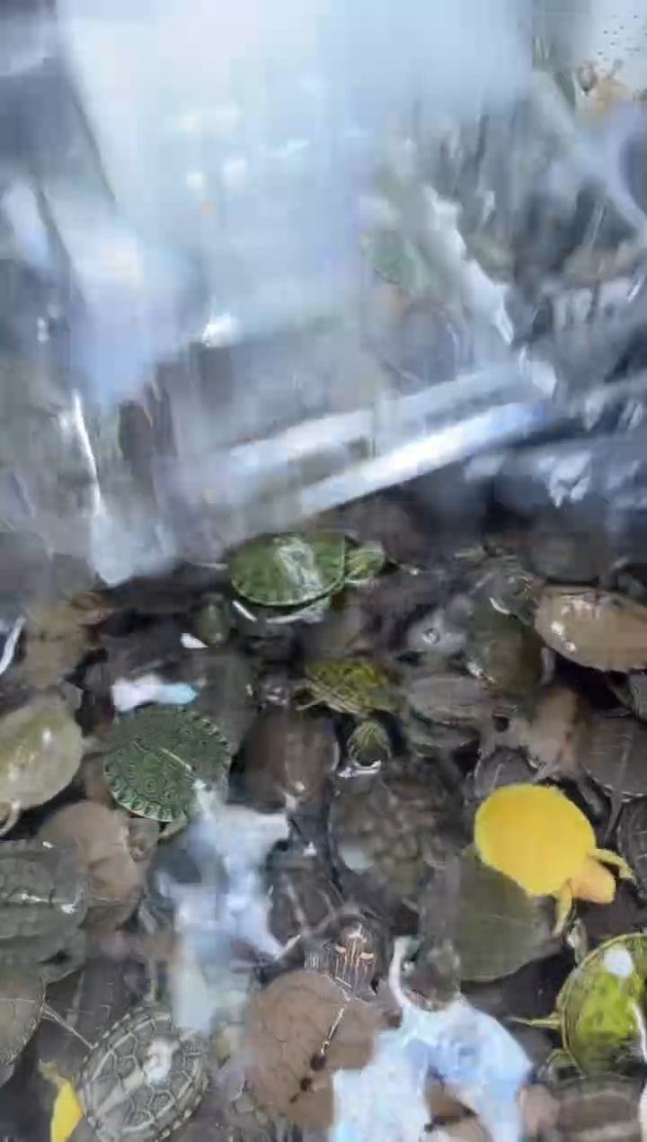 公母搭配宠物龟14号闪购