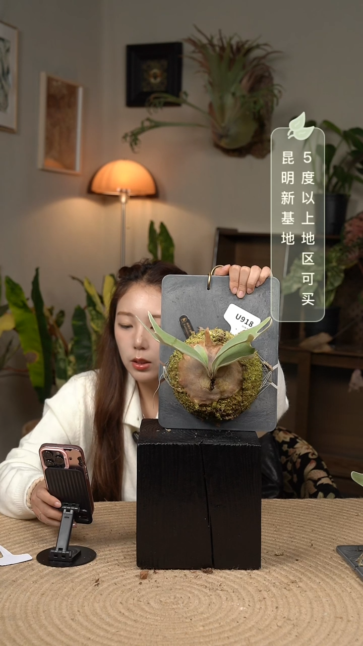 不开花植物U918-佩德罗鹿角蕨tc（叶片微瑕）