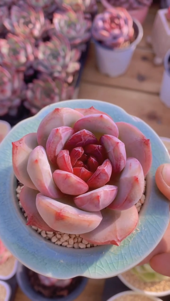 A89-血色浪漫（量拍）