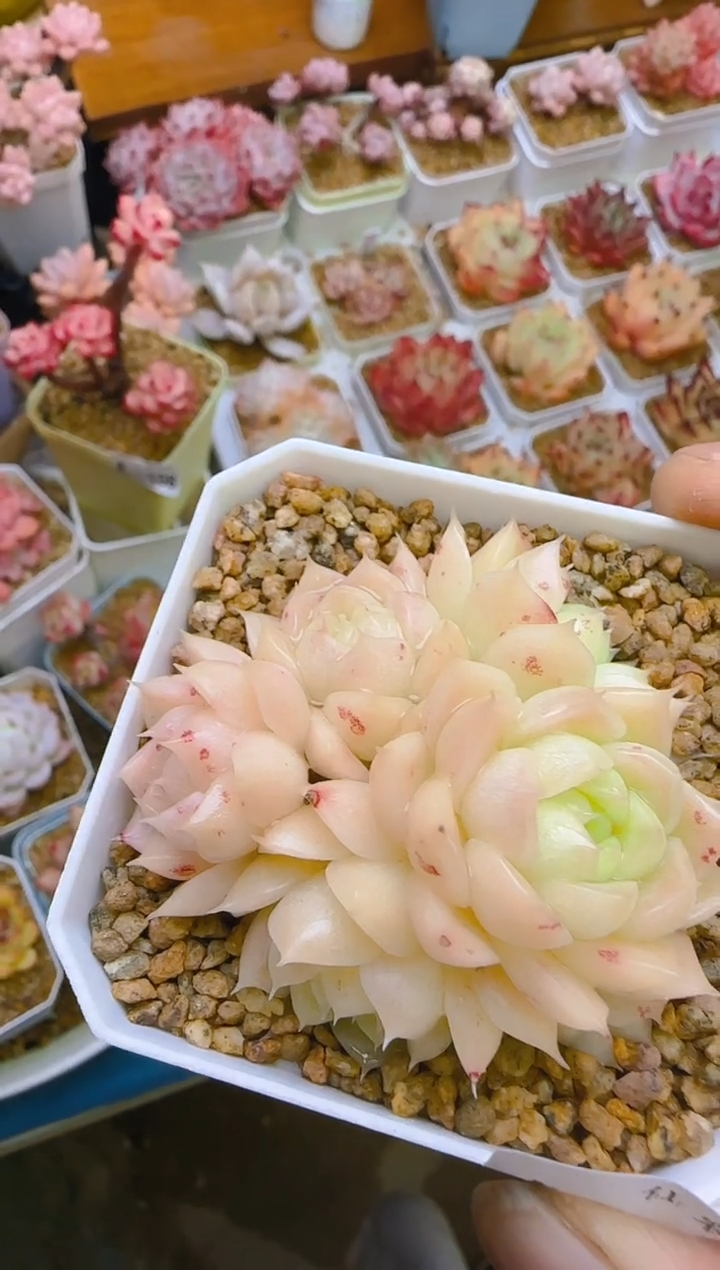 【闪购商品】春—113—仙农（麦秆）