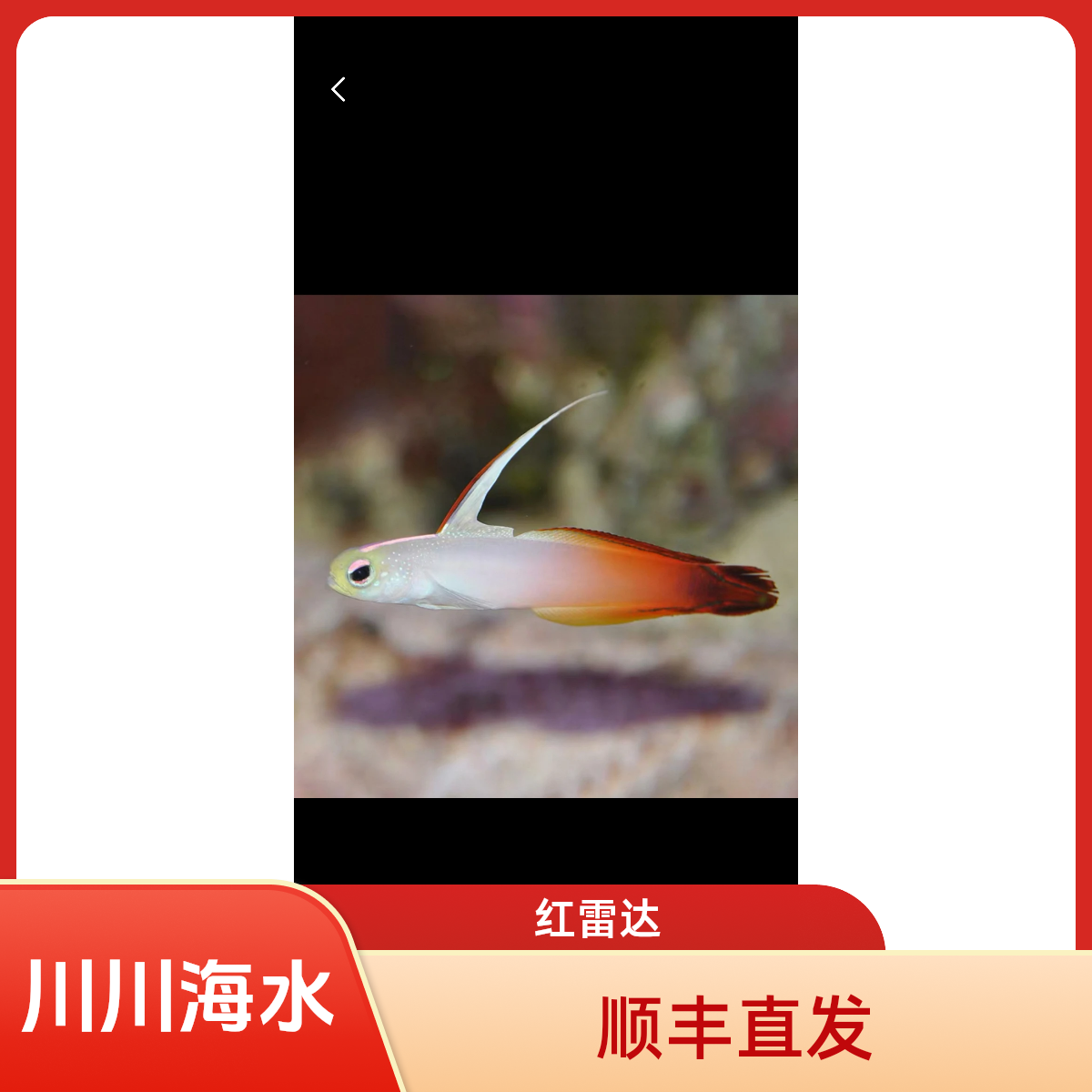 红雷达海水观赏鱼活体小型鱼好养耐活