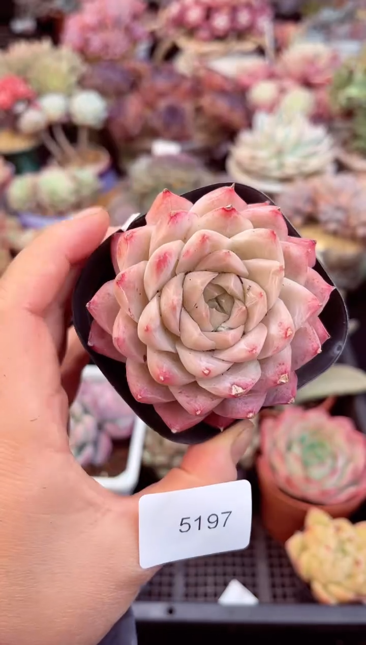 【闪购商品】5197单头多肉