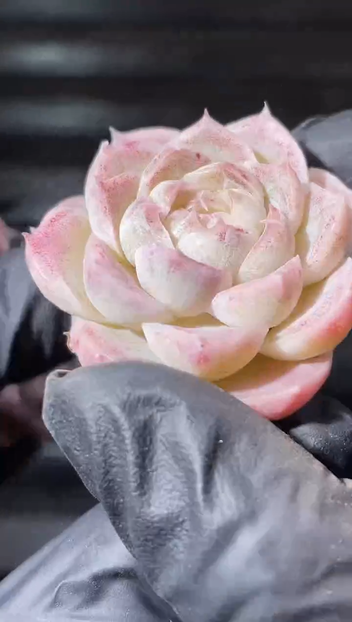 25-37胭脂P糖2-3厘米量拍发一颗