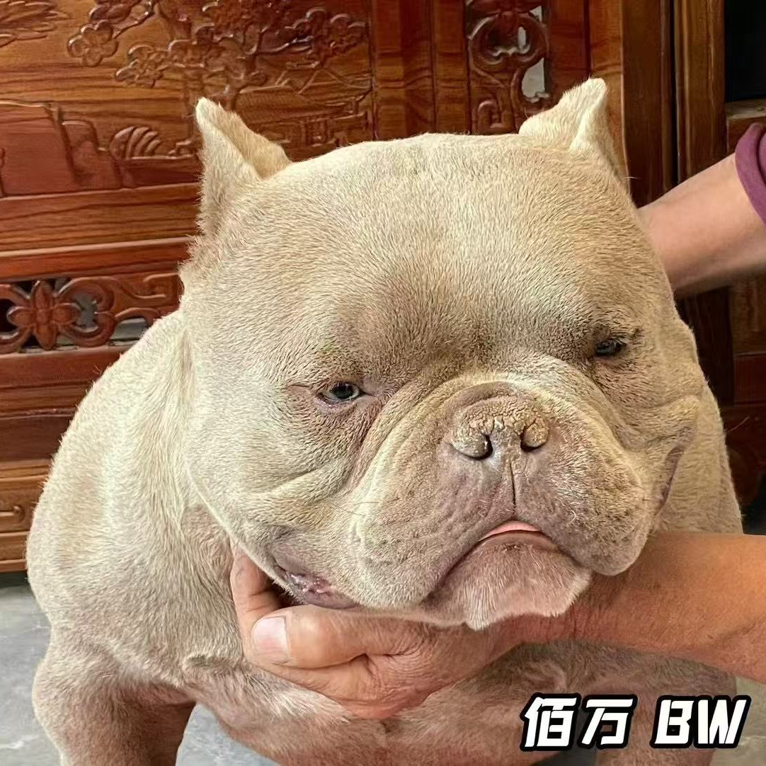 【北极星恶霸犬舍】恶霸犬家庭伴侣宠物（一物一拍）活体狗狗