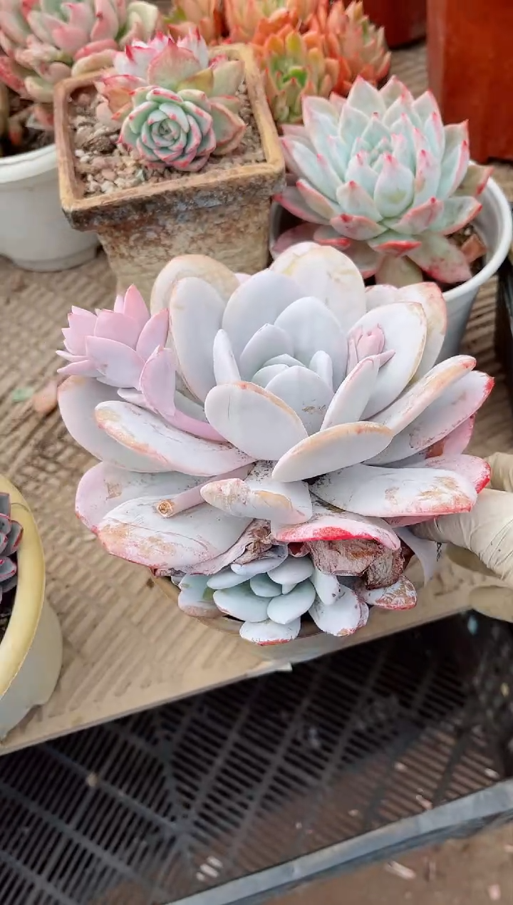 【闪购商品】09248