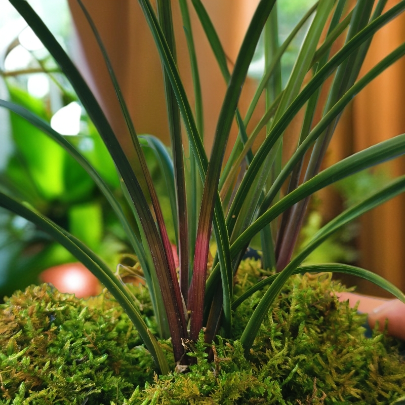 九寨沟县惠兰红香妃