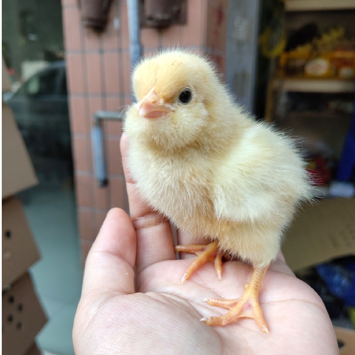 宠物鸡长尾鸡小脚土鸡体态圆润鸡观赏鸡