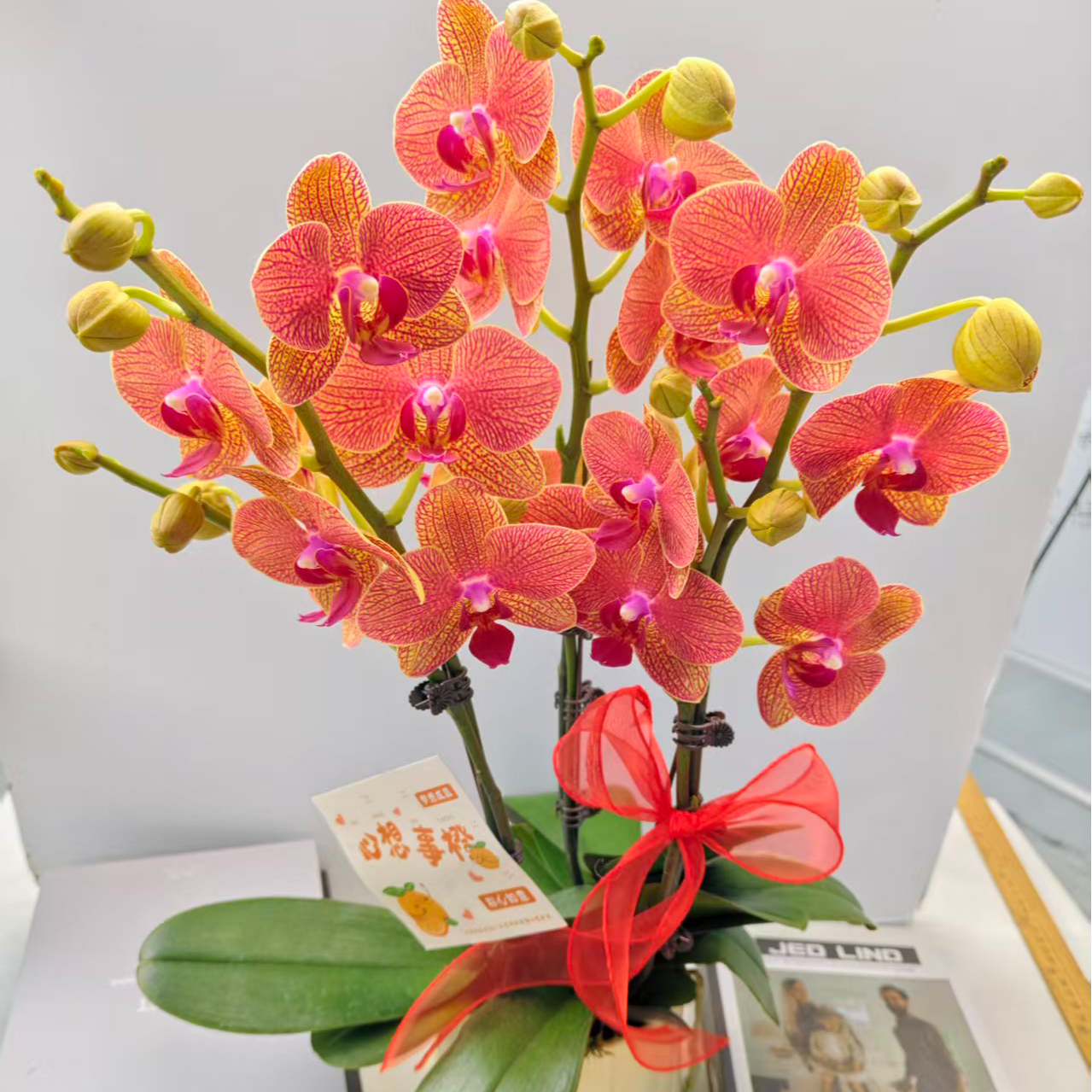 蝴蝶兰【心想事成3】鲜花盆栽室内观赏花花佛山基 地直发好养易活