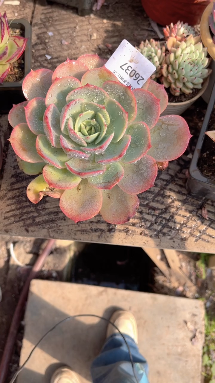 花***宿跃跃精品多肉26037