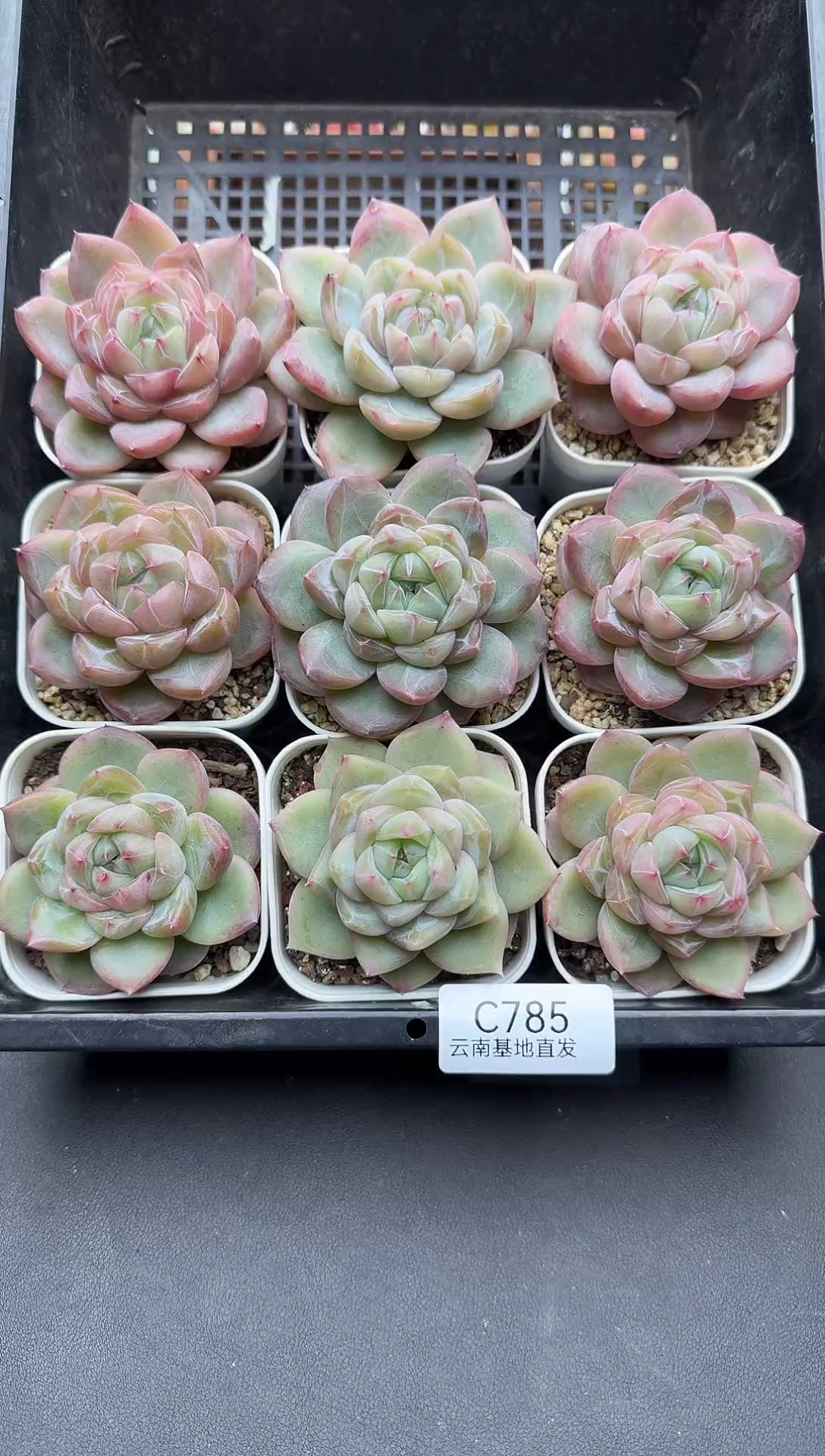 珍妮杂交多肉C785