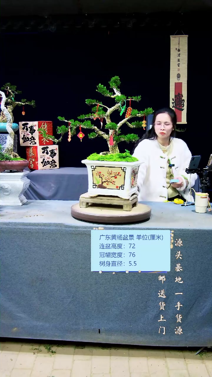 【闪购商品】黄杨盆景黄杨盆景