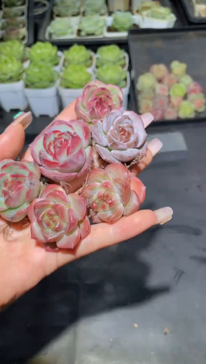 068夜王量拍随机发一颗