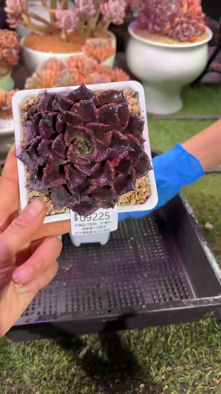 【闪购商品】09225