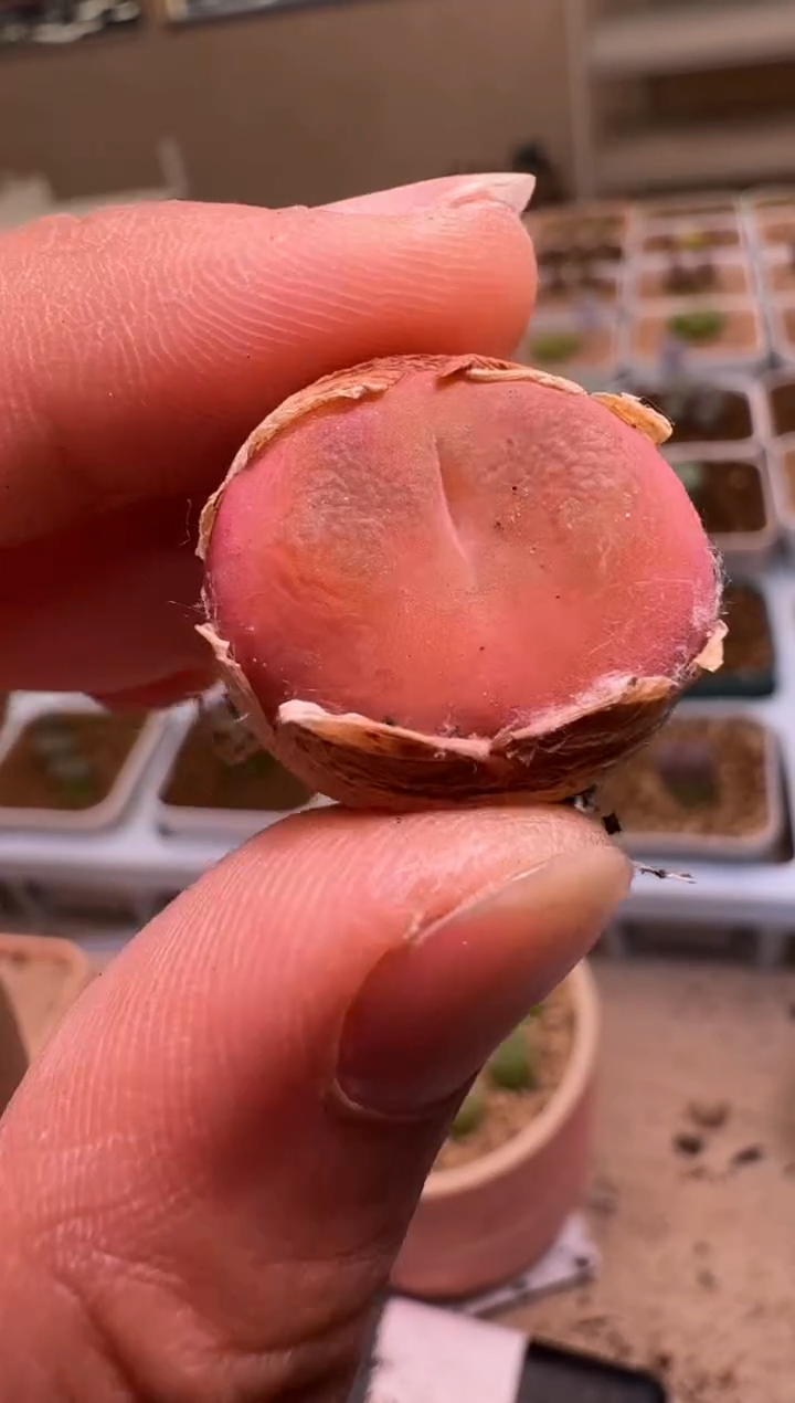 美丽的肉石头-268