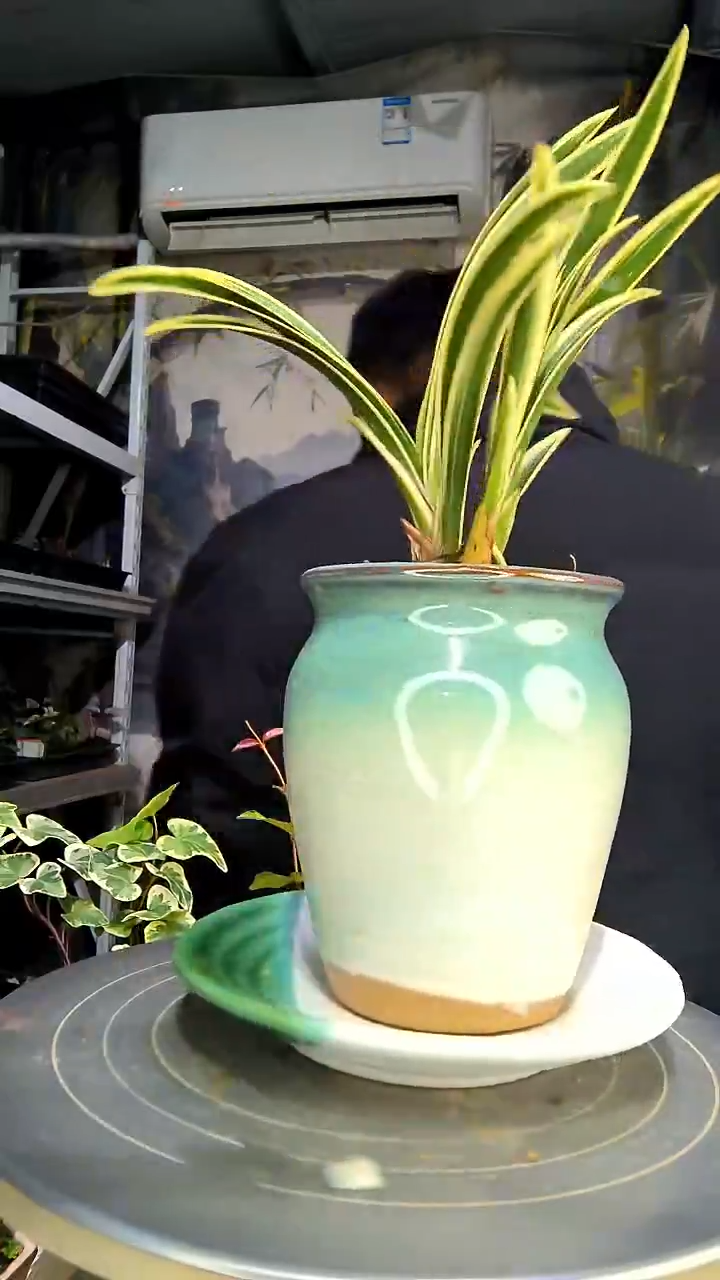 思*中青园艺一物一拍花104