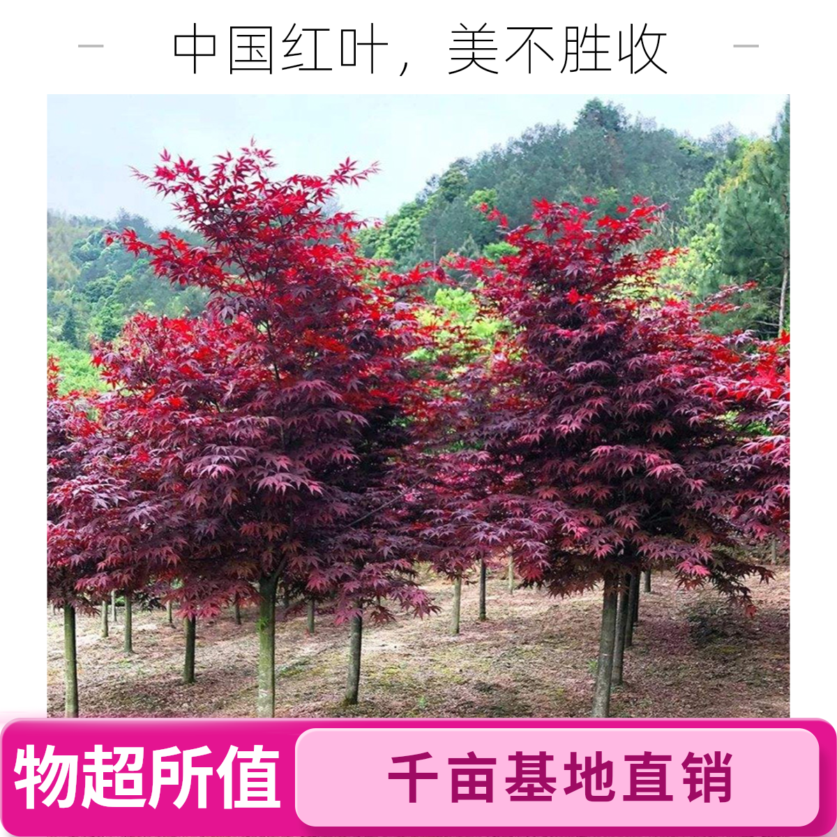 红枫树苗庭院花园室外地栽精品