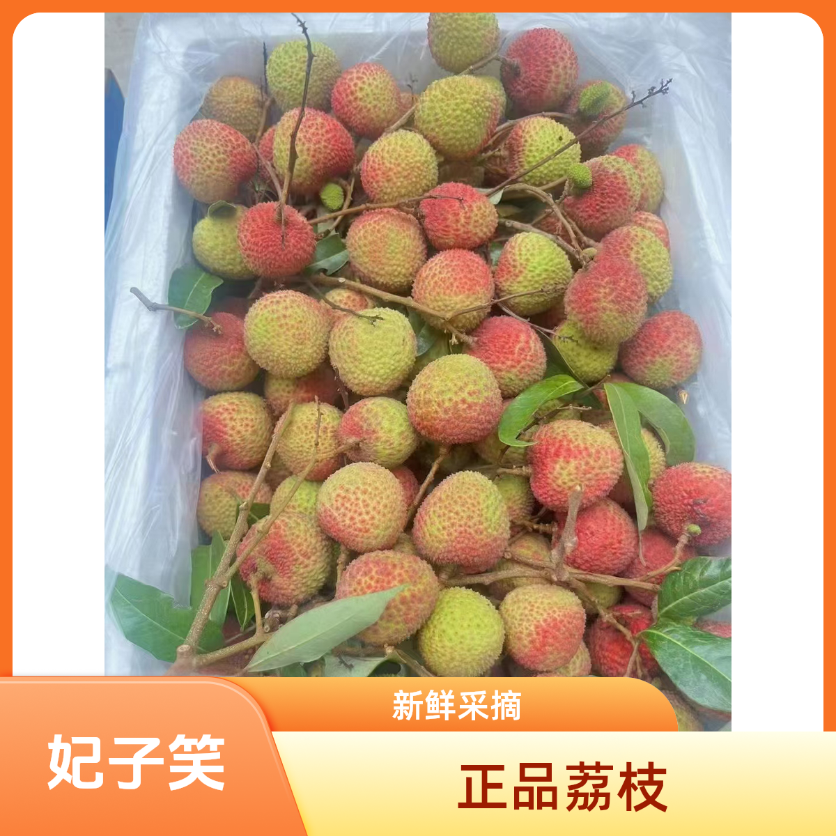 （正品）中国荔枝之乡广西灵山妃子笑荔枝果园直发现摘现发