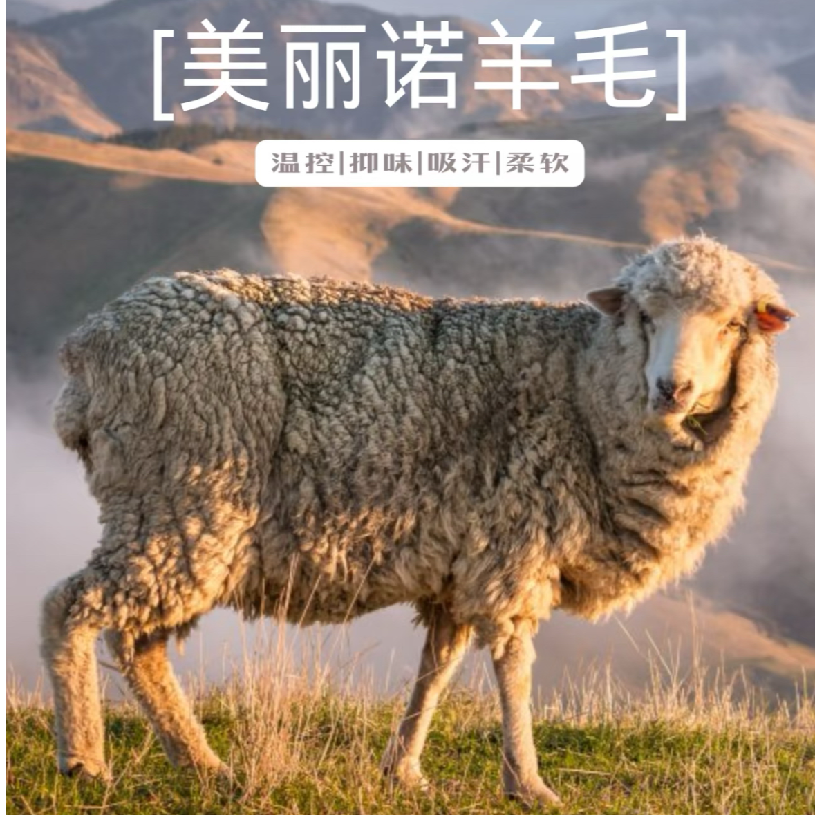 C201--C299美丽诺羊毛孤品（n0退n0换）清仓