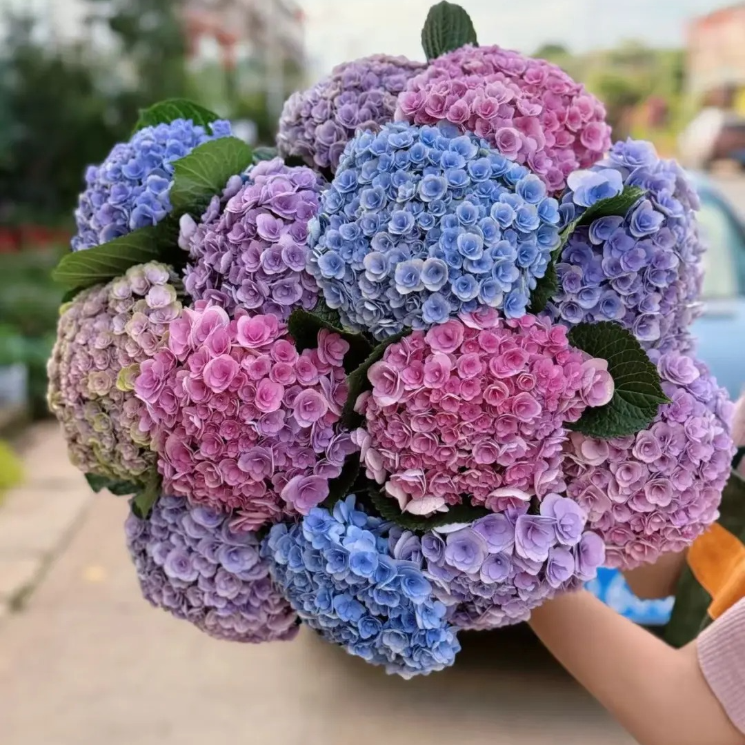 【无尽夏】绣球花美好团圆秋季鲜花顺丰包邮