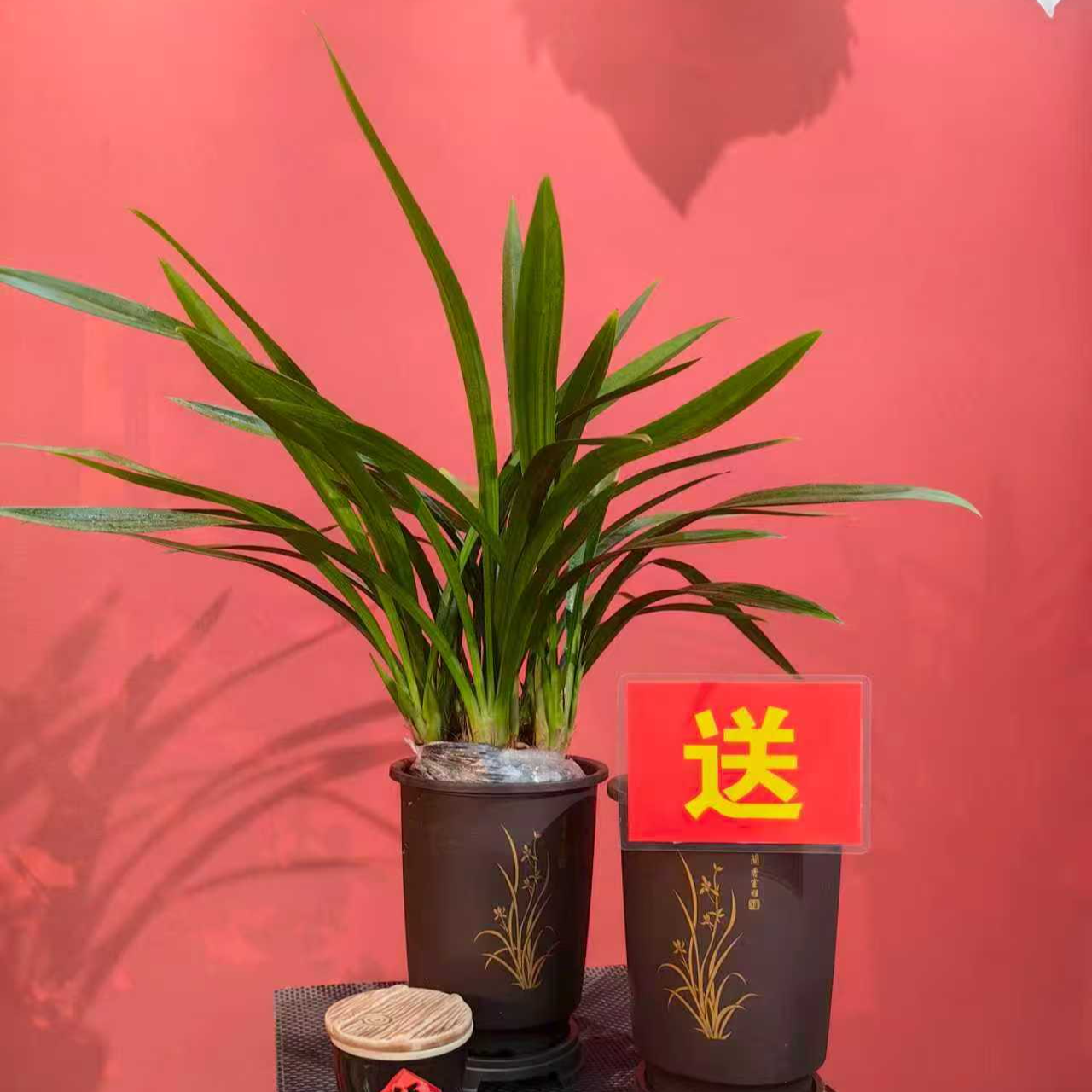 z浓香型 中国红 新手好养活室内阳台兰花绿植盆栽基地直发