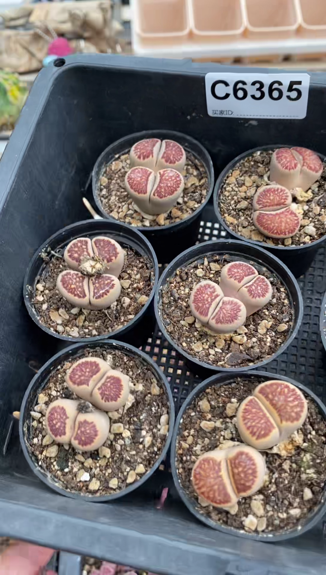 6365直播一物一拍