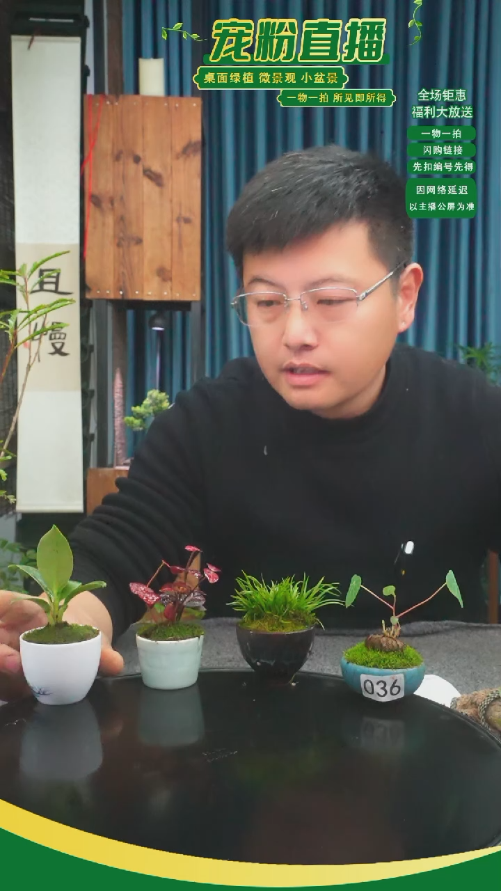 无花朵晚**婉苔藓微景观036号