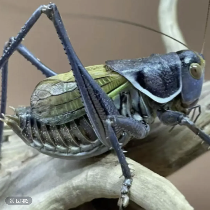 单独铁皮蝈蝈拍品款式（顺丰包邮  偏远地区不包邮)