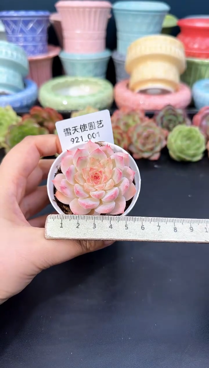 921-001青山（冠幅5CM）