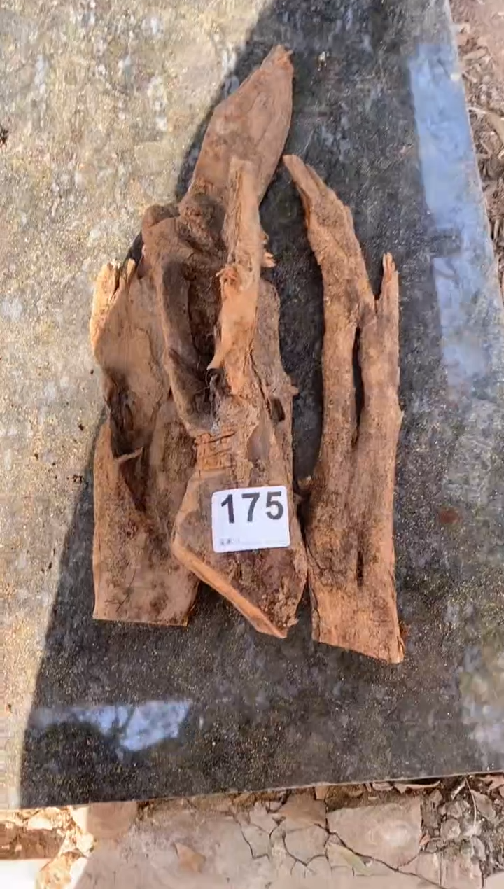 【闪购商品】柏木太行陈化崖柏（津诚林）切片