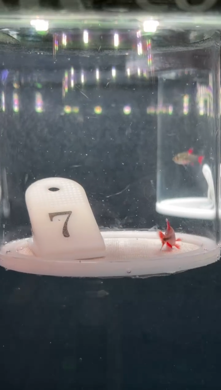 灯科鱼【7】血红魔鬼